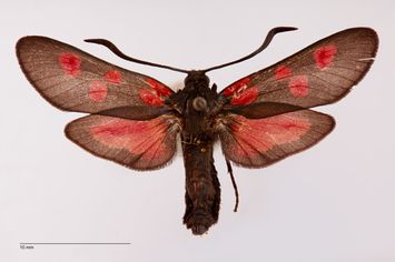 Vorschaubild Zygaena trifolii noguerensis Reiss, 1936